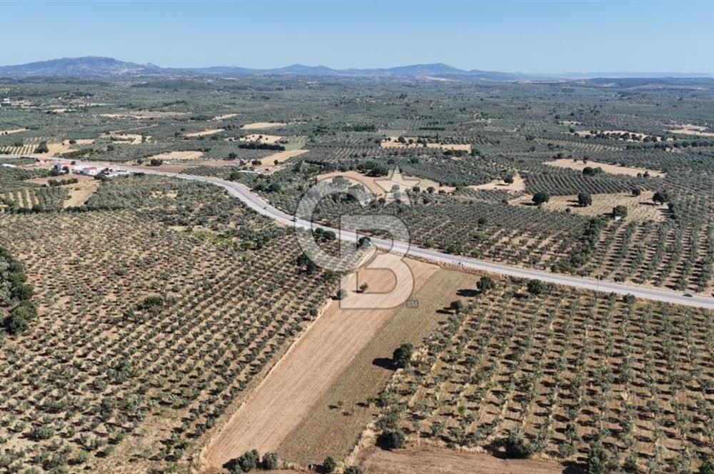 Ezine Geyikli'de Asfalt Yola Cepheli 7.916 m² Satılık Arazi