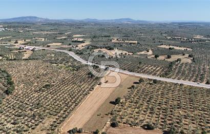 Ezine Geyikli'de Asfalt Yola Cepheli 7.916 m² Satılık Arazi