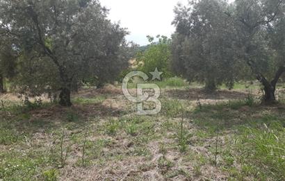 ORHANGAZİ CİHANKÖY'DE SATILIK 8.400 M2 BAKIMLI ZEYTİNLİK !