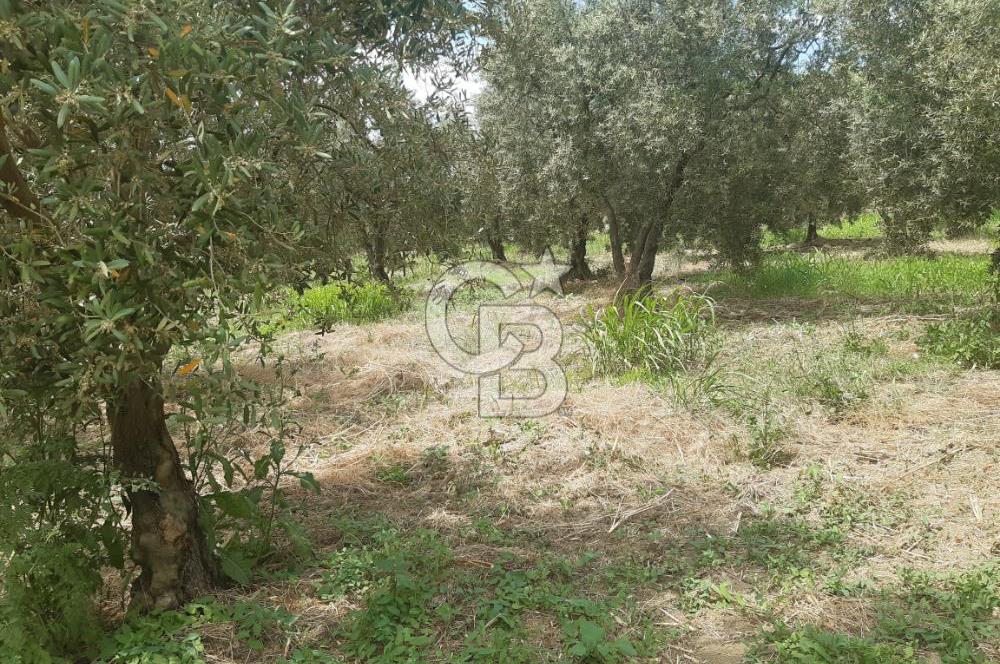 ORHANGAZİ CİHANKÖY'DE SATILIK 8.400 M2 BAKIMLI ZEYTİNLİK !