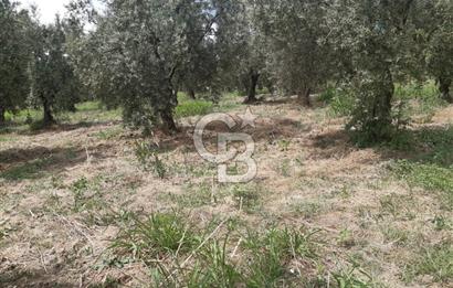 ORHANGAZİ CİHANKÖY'DE SATILIK 8.400 M2 BAKIMLI ZEYTİNLİK !
