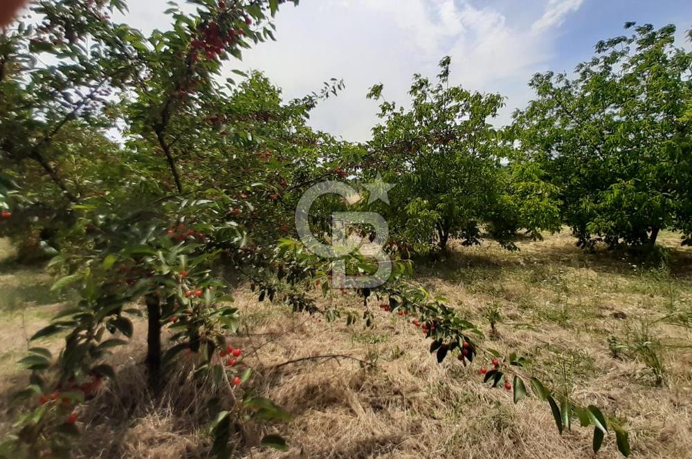 ORHANGAZİ CİHANKÖY'DE SATILIK 8.400 M2 BAKIMLI ZEYTİNLİK !