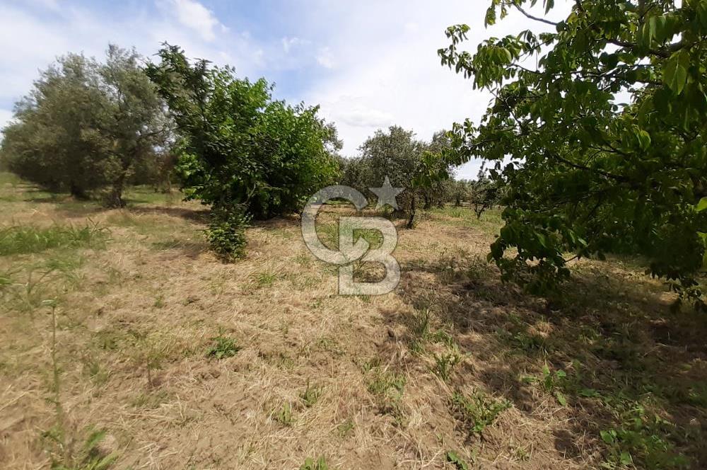 ORHANGAZİ CİHANKÖY'DE SATILIK 8.400 M2 BAKIMLI ZEYTİNLİK !