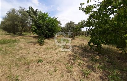 ORHANGAZİ CİHANKÖY'DE SATILIK 8.400 M2 BAKIMLI ZEYTİNLİK !