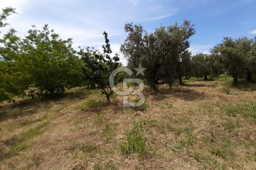 ORHANGAZİ CİHANKÖY'DE SATILIK 8.400 M2 BAKIMLI ZEYTİNLİK !