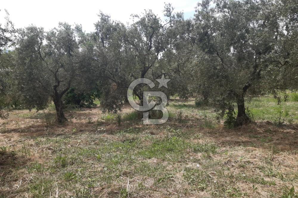 ORHANGAZİ CİHANKÖY'DE SATILIK 8.400 M2 BAKIMLI ZEYTİNLİK !