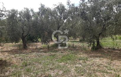 ORHANGAZİ CİHANKÖY'DE SATILIK 8.400 M2 BAKIMLI ZEYTİNLİK !