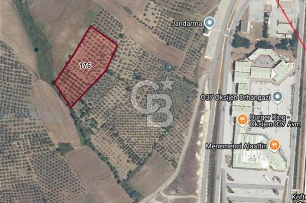 ORHANGAZİ CİHANKÖY'DE SATILIK 8.400 M2 BAKIMLI ZEYTİNLİK !