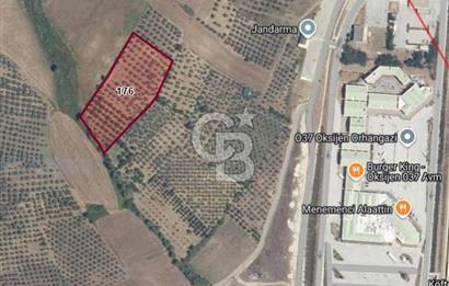 ORHANGAZİ CİHANKÖY'DE SATILIK 8.400 M2 BAKIMLI ZEYTİNLİK !