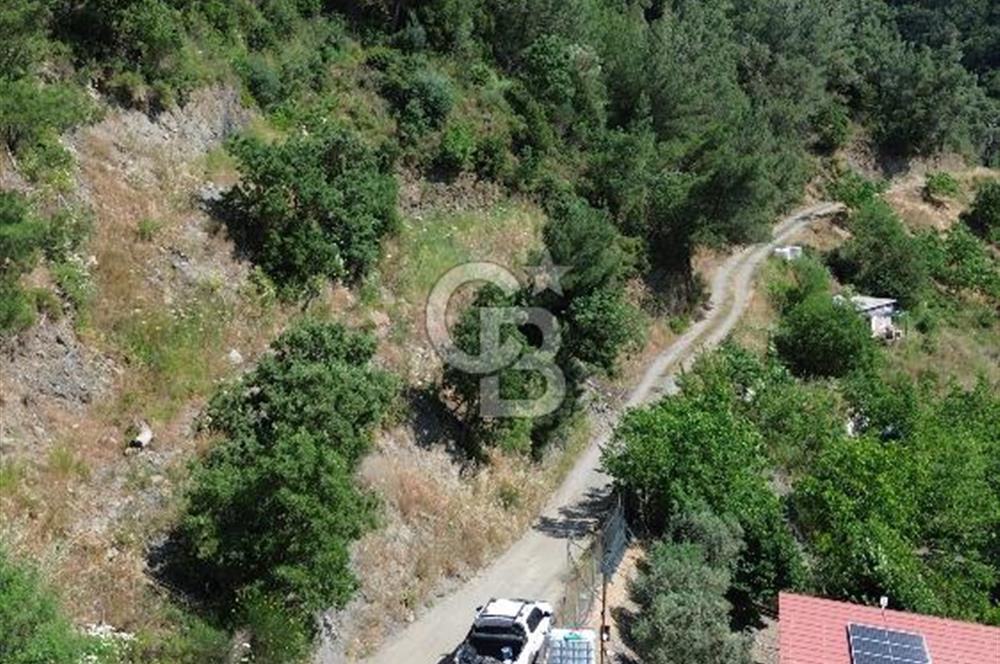 İzmir Güzelbahçe Payamlı'da Dereye Yakın Satılık Zeytinlik