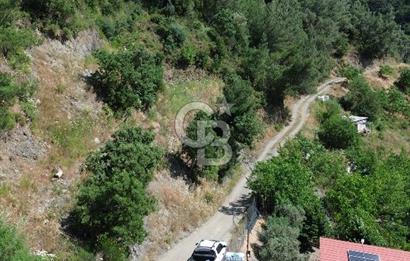İzmir Güzelbahçe Payamlı'da Dereye Yakın Satılık Zeytinlik
