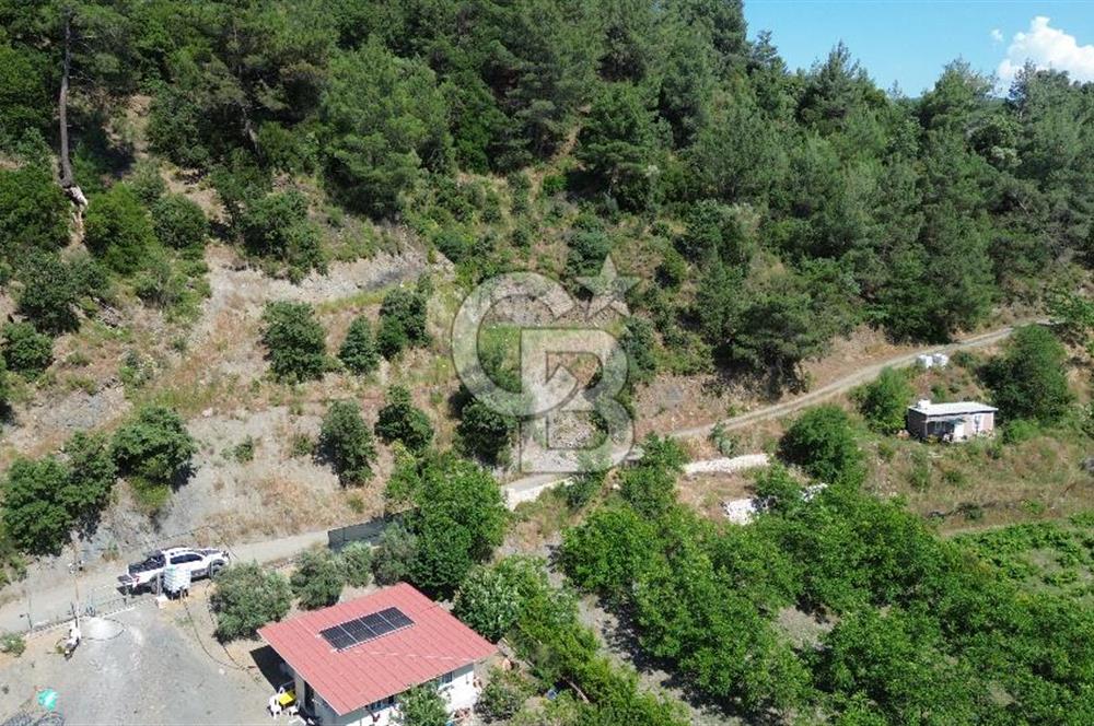 İzmir Güzelbahçe Payamlı'da Dereye Yakın Satılık Zeytinlik