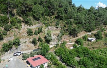 İzmir Güzelbahçe Payamlı'da Dereye Yakın Satılık Zeytinlik