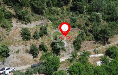 İzmir Güzelbahçe Payamlı'da Dereye Yakın Satılık Zeytinlik