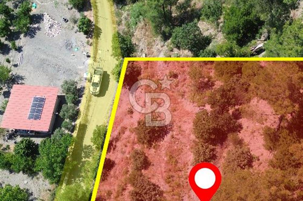 İzmir Güzelbahçe Payamlı'da Dereye Yakın Satılık Zeytinlik