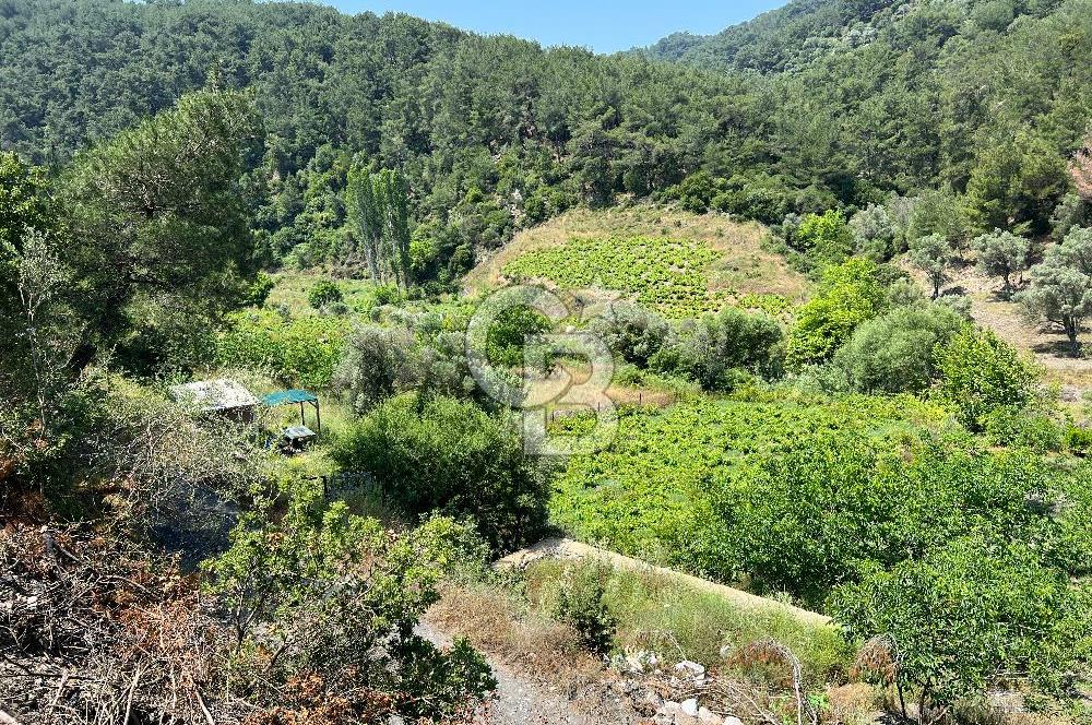 İzmir Güzelbahçe Payamlı'da Dereye Yakın Satılık Zeytinlik