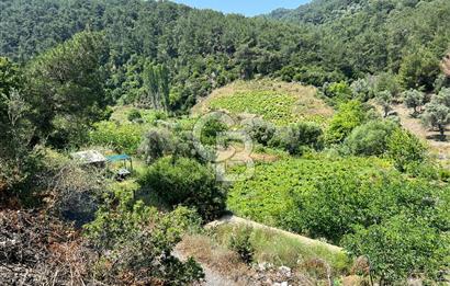 İzmir Güzelbahçe Payamlı'da Dereye Yakın Satılık Zeytinlik