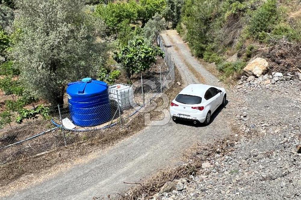 İzmir Güzelbahçe Payamlı'da Dereye Yakın Satılık Zeytinlik