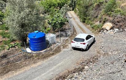 İzmir Güzelbahçe Payamlı'da Dereye Yakın Satılık Zeytinlik