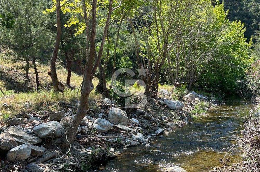 İzmir Güzelbahçe Payamlı'da Dereye Yakın Satılık Zeytinlik