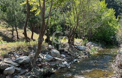 İzmir Güzelbahçe Payamlı'da Dereye Yakın Satılık Zeytinlik
