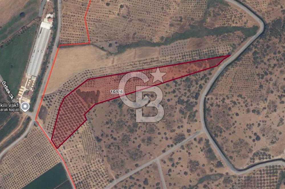 CB ODAK'TAN DİKİLİ KIZILÇUKUR'DA SATILIK 23.060 m² ZEYTİNLİK