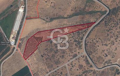 CB ODAK'TAN DİKİLİ KIZILÇUKUR'DA SATILIK 23.060 m² ZEYTİNLİK
