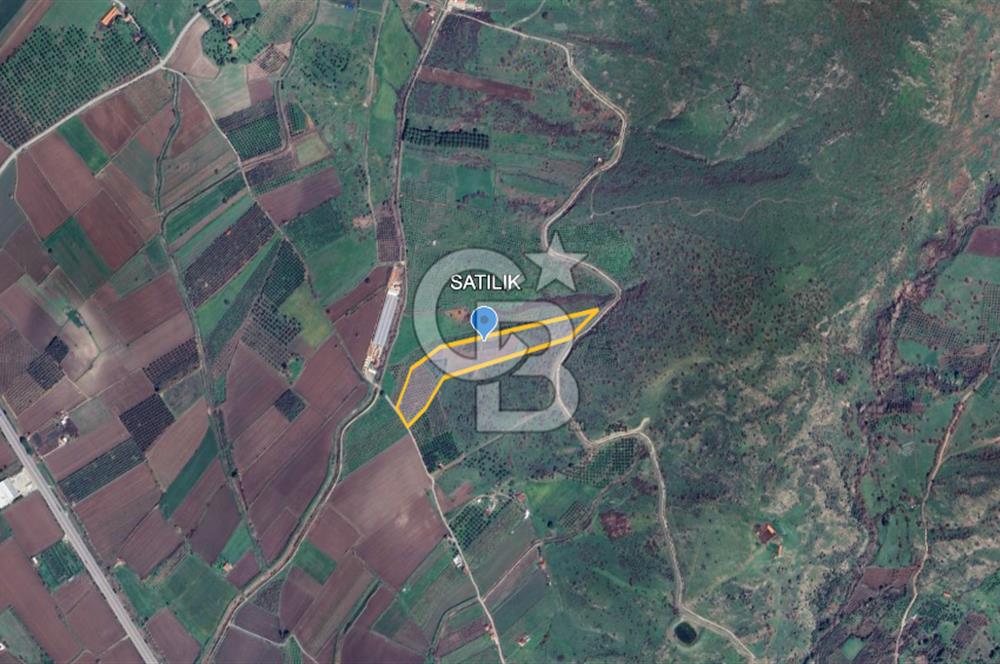 CB ODAK'TAN DİKİLİ KIZILÇUKUR'DA SATILIK 23.060 m² ZEYTİNLİK