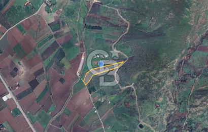 CB ODAK'TAN DİKİLİ KIZILÇUKUR'DA SATILIK 23.060 m² ZEYTİNLİK