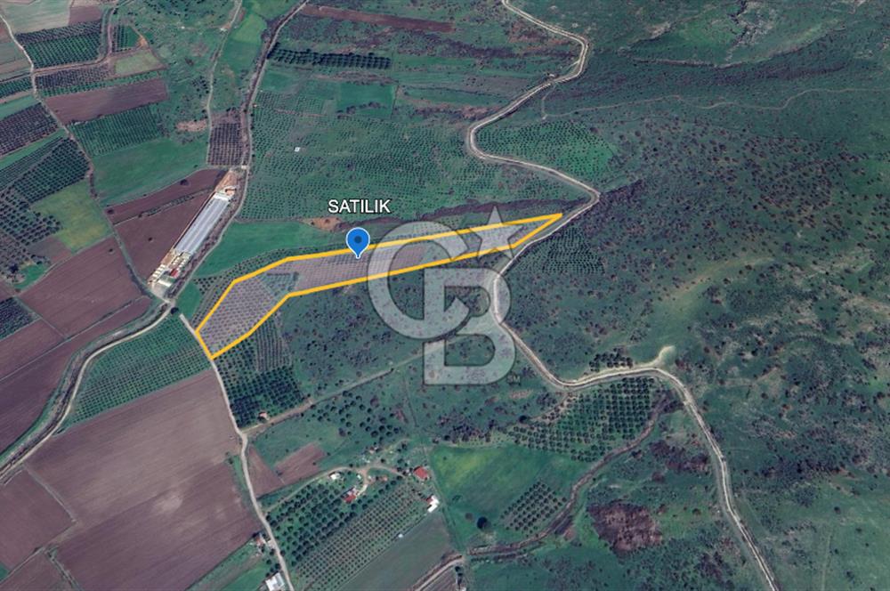 CB ODAK'TAN DİKİLİ KIZILÇUKUR'DA SATILIK 23.060 m² ZEYTİNLİK