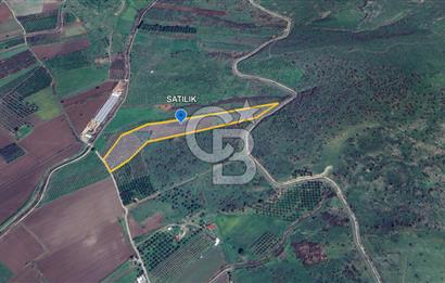 CB ODAK'TAN DİKİLİ KIZILÇUKUR'DA SATILIK 23.060 m² ZEYTİNLİK