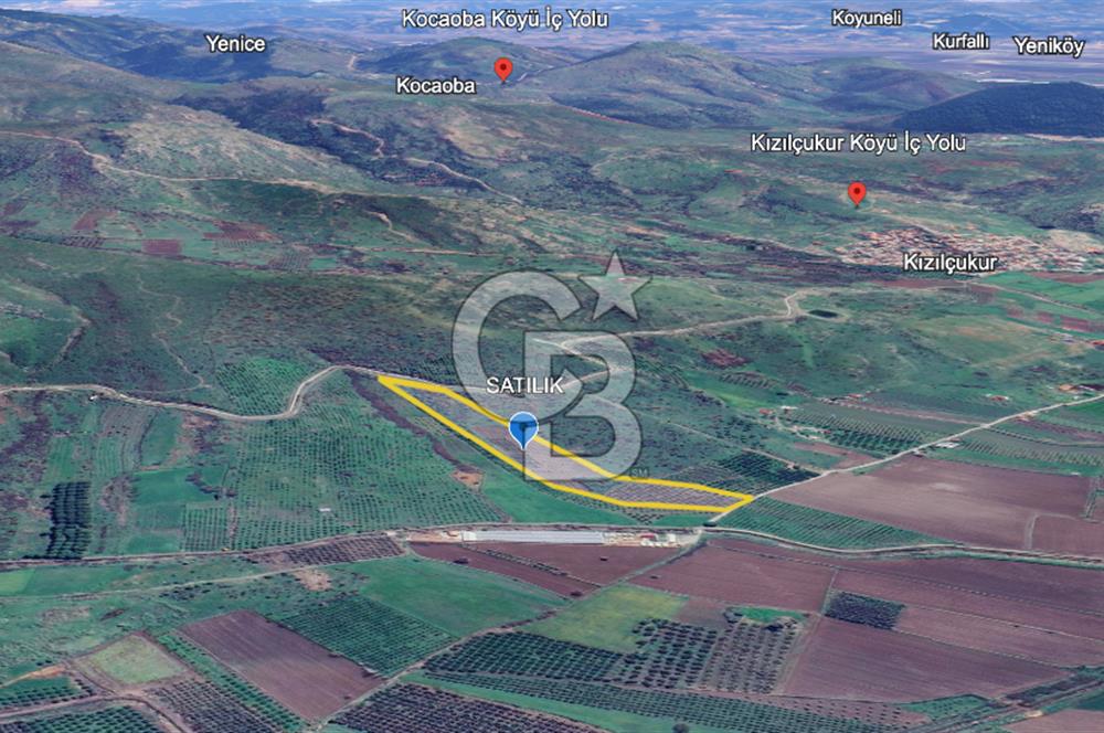 CB ODAK'TAN DİKİLİ KIZILÇUKUR'DA SATILIK 23.060 m² ZEYTİNLİK