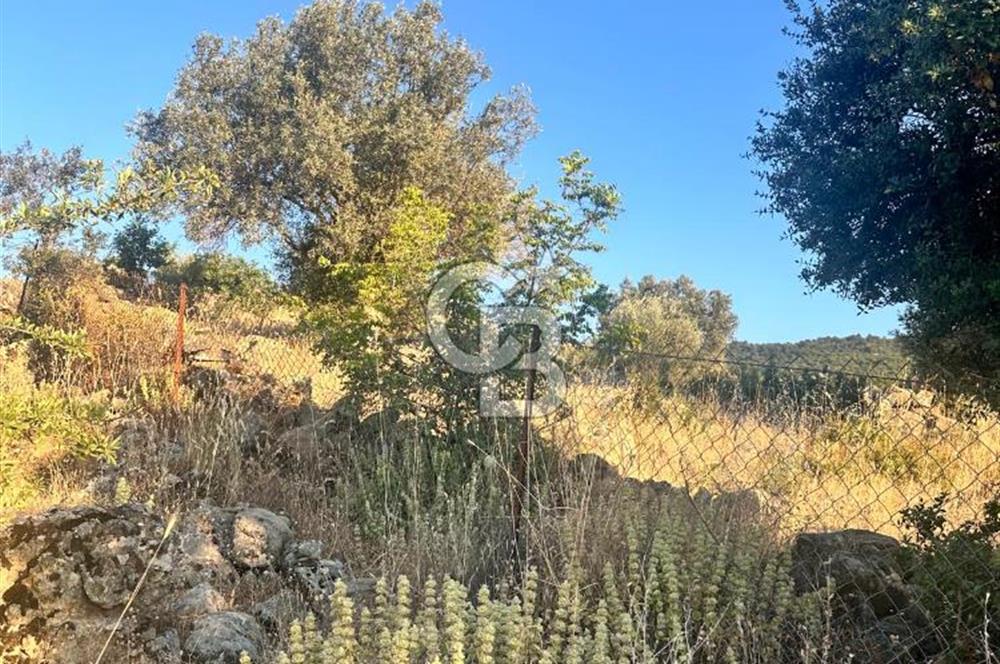 Menemen Alaniçi Köyü’nde Manzaralı ve Zeytin Ağaçlı 4.700 m² Satılık Tarla