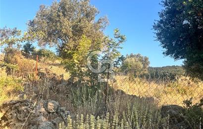 Menemen Alaniçi Köyü’nde Manzaralı ve Zeytin Ağaçlı 4.700 m² Satılık Tarla