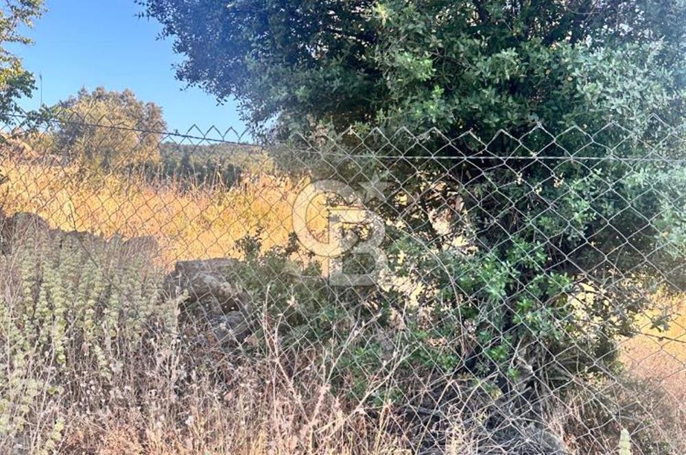 Menemen Alaniçi Köyü’nde Manzaralı ve Zeytin Ağaçlı 4.700 m² Satılık Tarla
