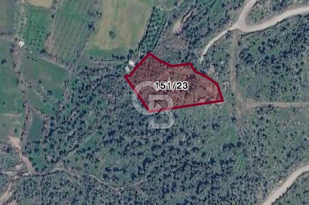 Menemen Alaniçi Köyü’nde Manzaralı ve Zeytin Ağaçlı 4.700 m² Satılık Tarla