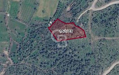 Menemen Alaniçi Köyü’nde Manzaralı ve Zeytin Ağaçlı 4.700 m² Satılık Tarla