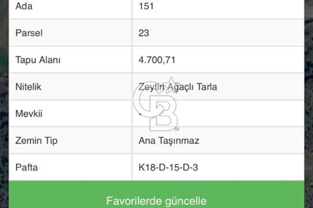 Menemen Alaniçi Köyü’nde Manzaralı ve Zeytin Ağaçlı 4.700 m² Satılık Tarla