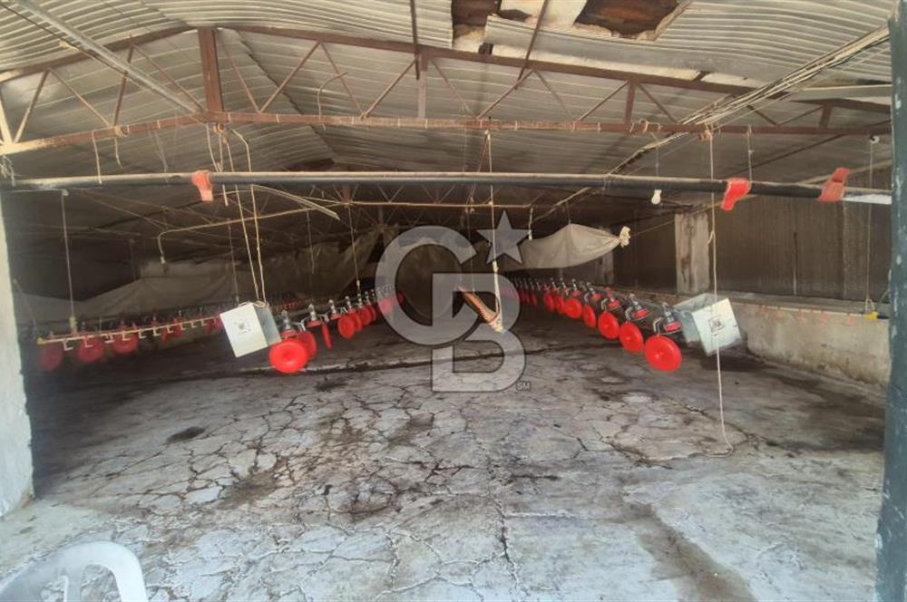 URLA ZEYTİNELİ'NDE RUHSATLI, ÜRETİME HAZIR, YÜKSEK POTANSİYELLİ TAVUK ÇİFTLİĞİ