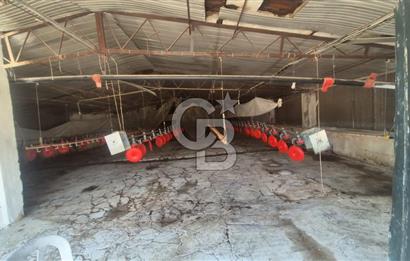 URLA ZEYTİNELİ'NDE RUHSATLI, ÜRETİME HAZIR, YÜKSEK POTANSİYELLİ TAVUK ÇİFTLİĞİ
