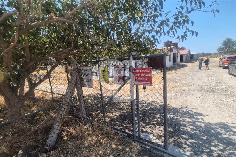URLA ZEYTİNELİ'NDE RUHSATLI, ÜRETİME HAZIR, YÜKSEK POTANSİYELLİ TAVUK ÇİFTLİĞİ