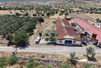 URLA ZEYTİNELİ'NDE RUHSATLI, ÜRETİME HAZIR, YÜKSEK POTANSİYELLİ TAVUK ÇİFTLİĞİ - 2 - 354446