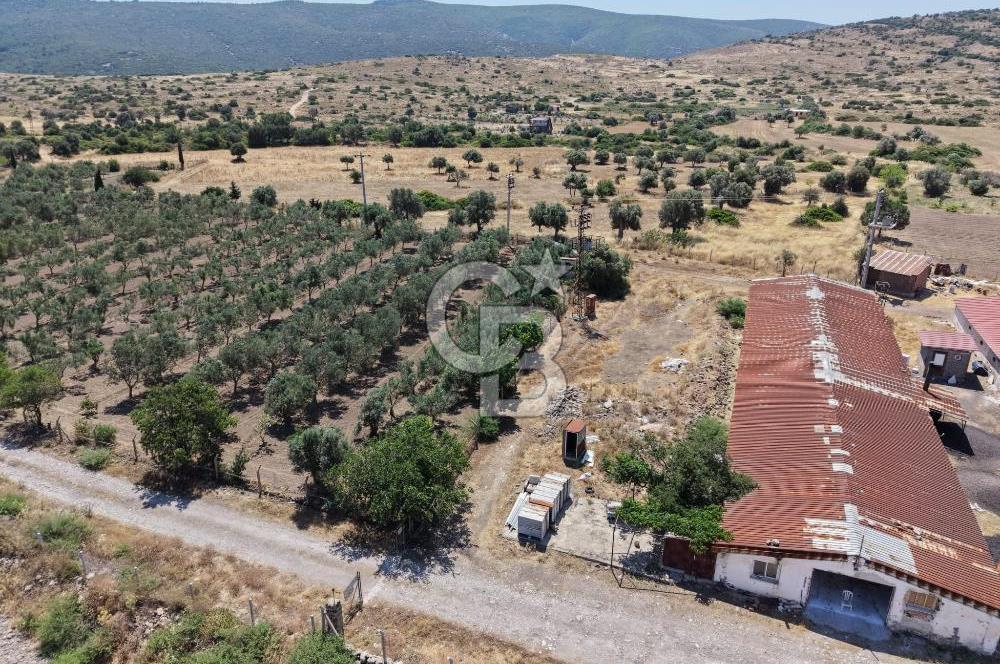 URLA ZEYTİNELİ'NDE RUHSATLI, ÜRETİME HAZIR, YÜKSEK POTANSİYELLİ TAVUK ÇİFTLİĞİ