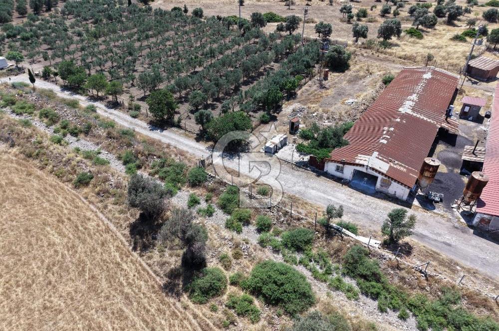 URLA ZEYTİNELİ'NDE RUHSATLI, ÜRETİME HAZIR, YÜKSEK POTANSİYELLİ TAVUK ÇİFTLİĞİ