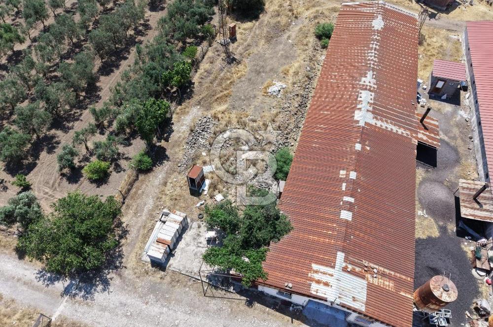 URLA ZEYTİNELİ'NDE RUHSATLI, ÜRETİME HAZIR, YÜKSEK POTANSİYELLİ TAVUK ÇİFTLİĞİ