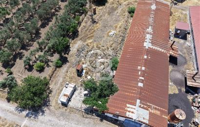 URLA ZEYTİNELİ'NDE RUHSATLI, ÜRETİME HAZIR, YÜKSEK POTANSİYELLİ TAVUK ÇİFTLİĞİ