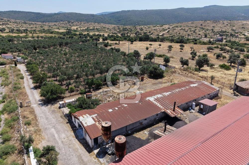 URLA ZEYTİNELİ'NDE RUHSATLI, ÜRETİME HAZIR, YÜKSEK POTANSİYELLİ TAVUK ÇİFTLİĞİ