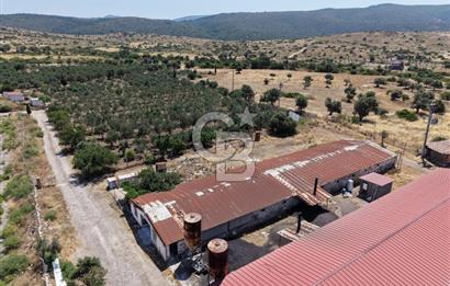 URLA ZEYTİNELİ'NDE RUHSATLI, ÜRETİME HAZIR, YÜKSEK POTANSİYELLİ TAVUK ÇİFTLİĞİ