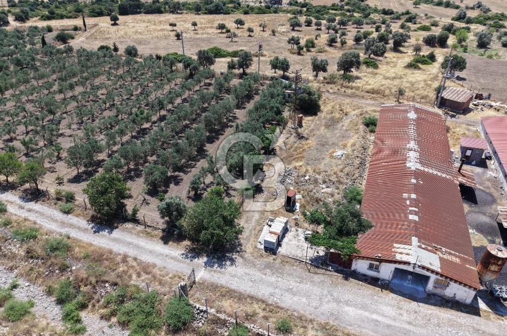 URLA ZEYTİNELİ'NDE RUHSATLI, ÜRETİME HAZIR, YÜKSEK POTANSİYELLİ TAVUK ÇİFTLİĞİ