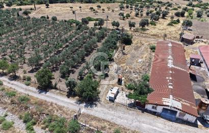URLA ZEYTİNELİ'NDE RUHSATLI, ÜRETİME HAZIR, YÜKSEK POTANSİYELLİ TAVUK ÇİFTLİĞİ